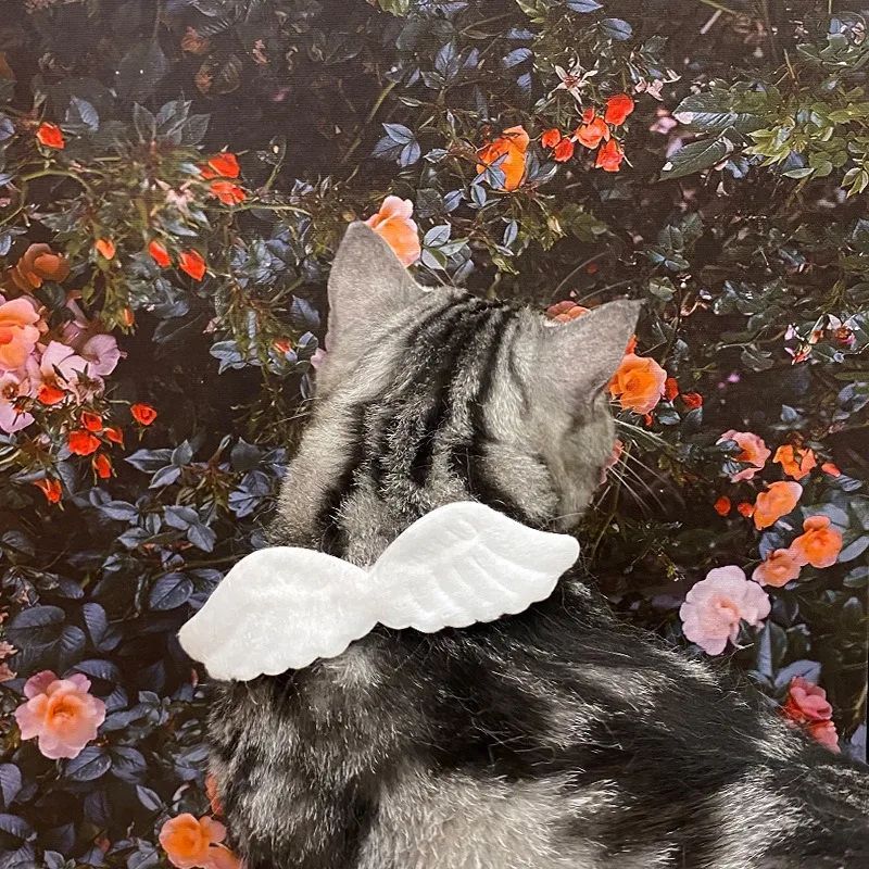 New Cat Specific Pet White Collar Angel Wing Accessories